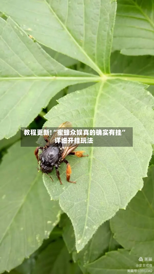 教程更新!“蜜蜂众娱真的确实有挂	”详细开挂玩法-第2张图片