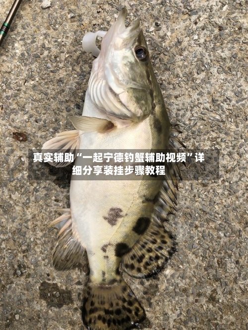 真实辅助“一起宁德钓蟹辅助视频”详细分享装挂步骤教程-第2张图片