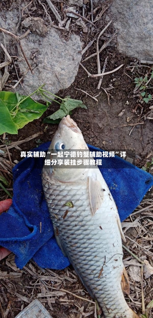 真实辅助“一起宁德钓蟹辅助视频”详细分享装挂步骤教程