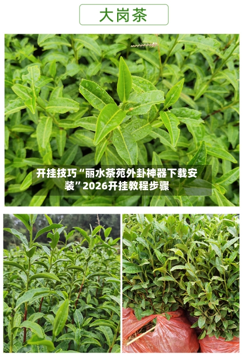 开挂技巧“丽水茶苑外卦神器下载安装”2026开挂教程步骤