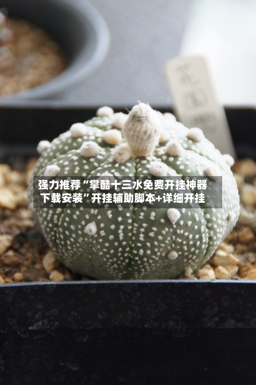 强力推荐“掌酷十三水免费开挂神器下载安装”开挂辅助脚本+详细开挂