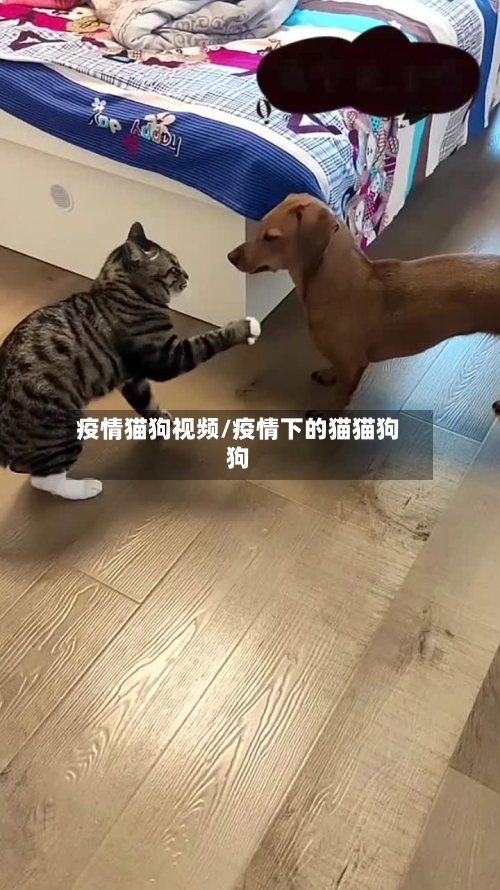 疫情猫狗视频/疫情下的猫猫狗狗-第3张图片