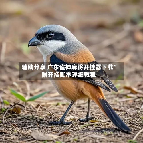 辅助分享 广东雀神麻将开挂器下载”附开挂脚本详细教程-第2张图片