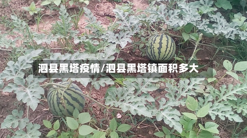 泗县黑塔疫情/泗县黑塔镇面积多大