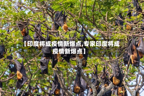 【印度将成疫情新爆点,专家印度将成疫情新爆点】-第2张图片