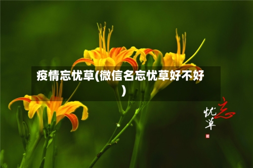 疫情忘忧草(微信名忘忧草好不好)-第2张图片