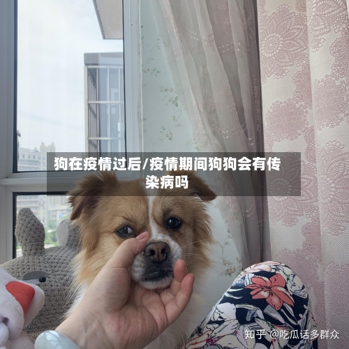 狗在疫情过后/疫情期间狗狗会有传染病吗-第2张图片