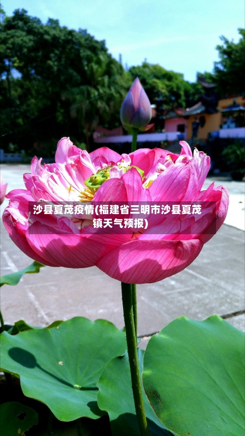 沙县夏茂疫情(福建省三明市沙县夏茂镇天气预报)
