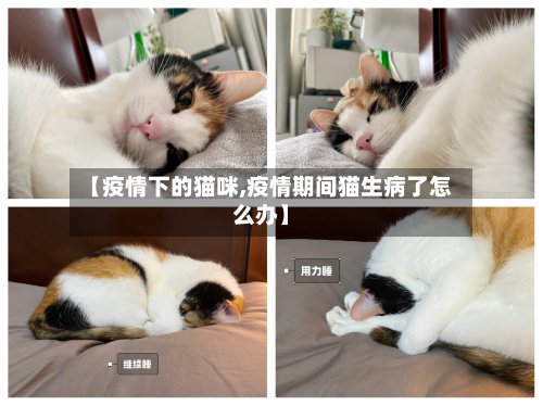 【疫情下的猫咪,疫情期间猫生病了怎么办】