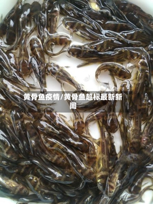 黄骨鱼疫情/黄骨鱼超标最新新闻