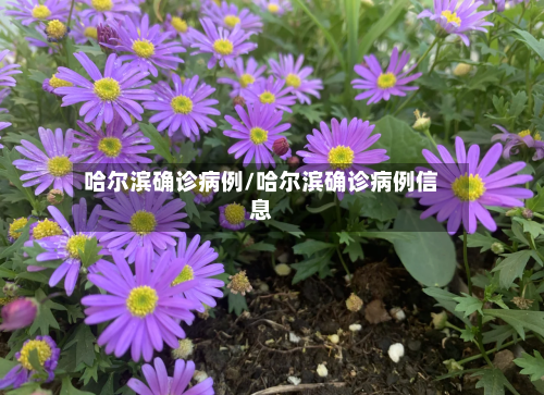 哈尔滨确诊病例/哈尔滨确诊病例信息