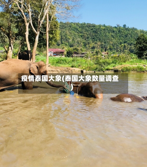 疫情泰国大象(泰国大象数量调查)-第2张图片