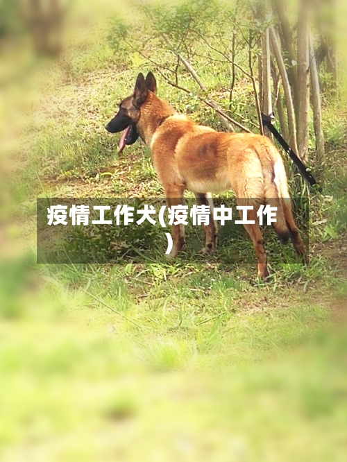 疫情工作犬(疫情中工作)-第2张图片