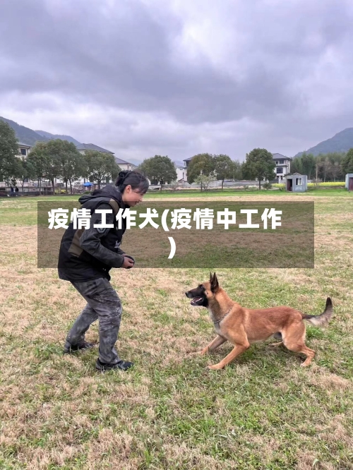 疫情工作犬(疫情中工作)