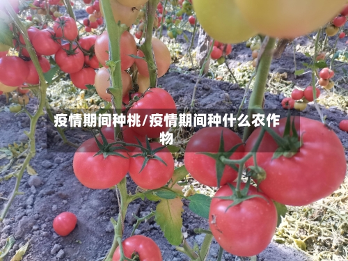 疫情期间种桃/疫情期间种什么农作物-第3张图片
