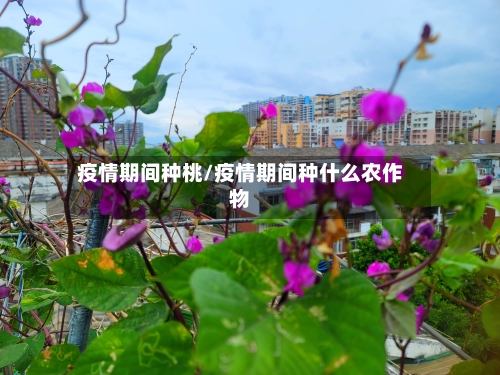 疫情期间种桃/疫情期间种什么农作物