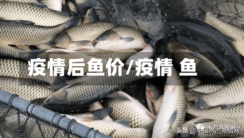 疫情后鱼价/疫情 鱼-第2张图片