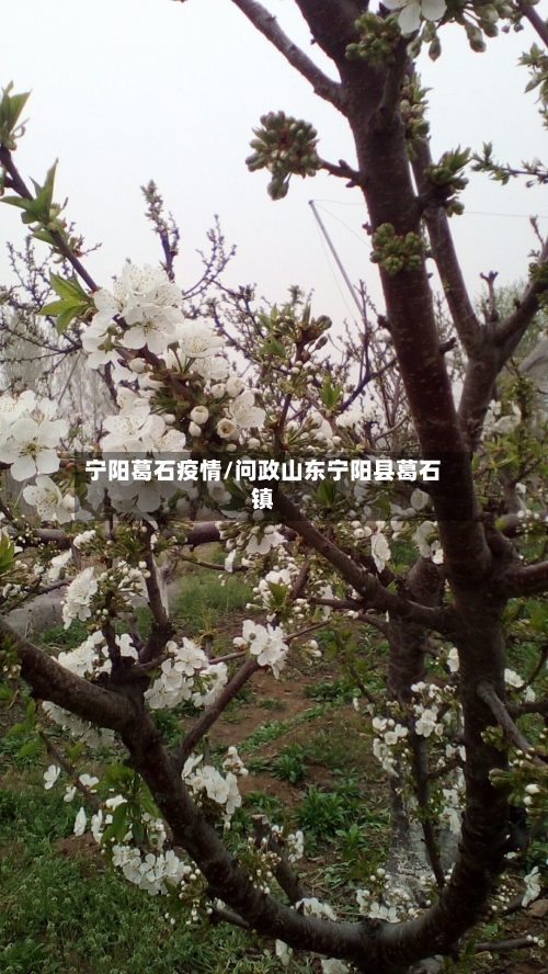 宁阳葛石疫情/问政山东宁阳县葛石镇-第2张图片