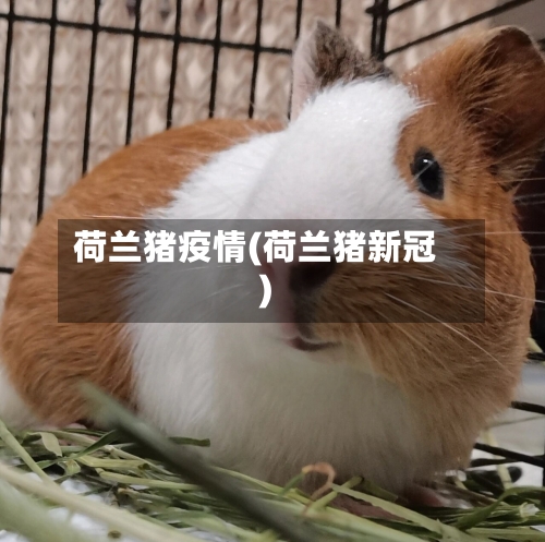 荷兰猪疫情(荷兰猪新冠)