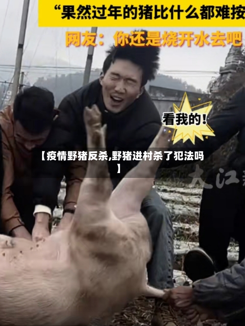 【疫情野猪反杀,野猪进村杀了犯法吗】